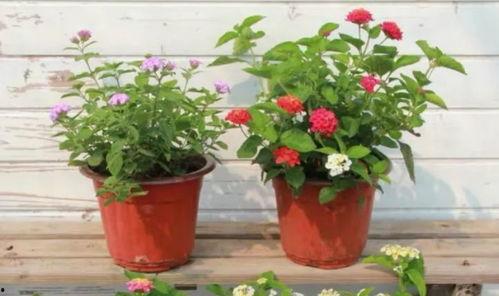 直播最新爆料新闻报道视频,最新爆料新闻视频深度解析 第3张 直播最新爆料新闻报道视频,最新爆料新闻视频深度解析 第3张